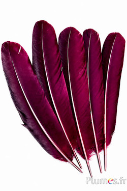 Paon bleu - 30-40 cm - bordeaux-brun
